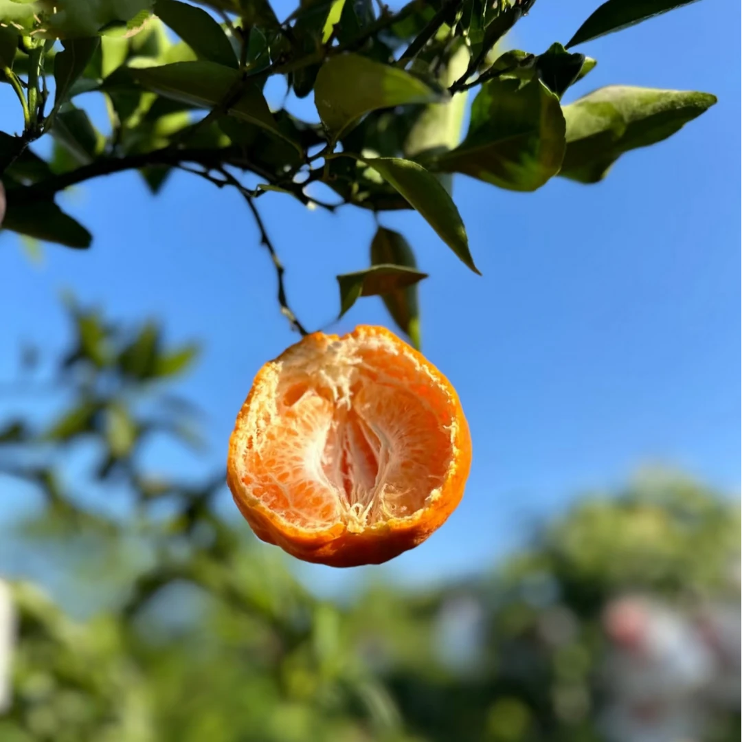 春见耙耙柑的升级版重庆大雅柑新鲜多汁酸甜爽口柑橘水果