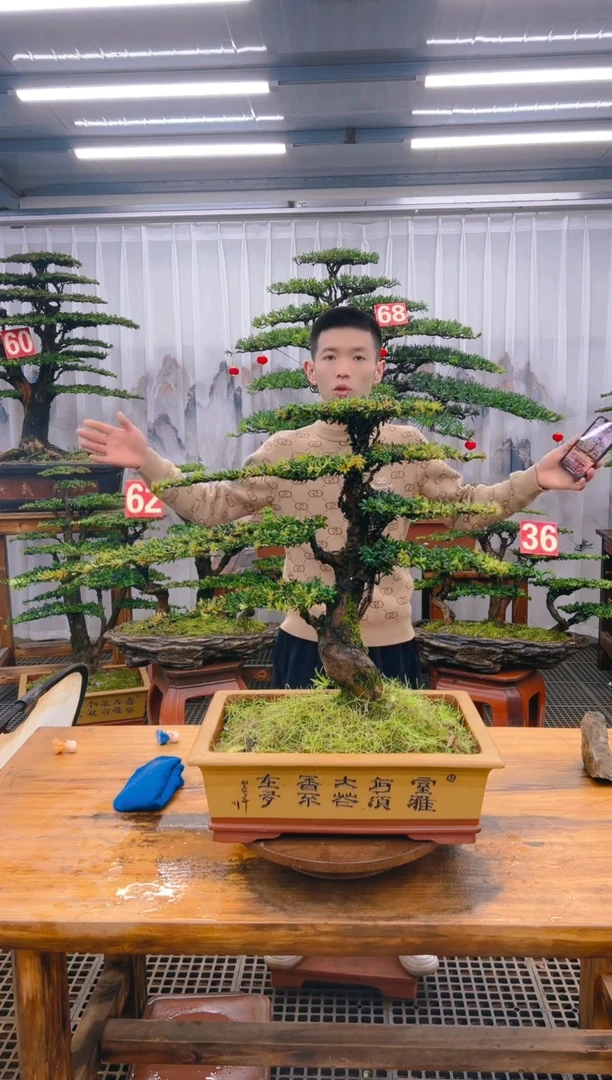 【闪购商品】紫砂精品盆景直播间一物一拍1