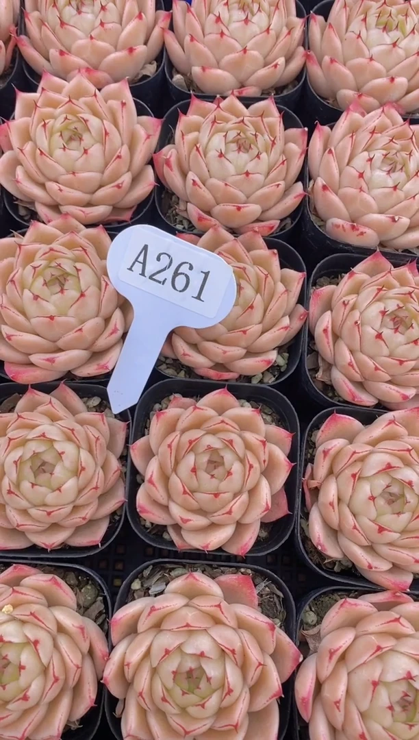 A261-金焰麦秆带盆土（量拍）