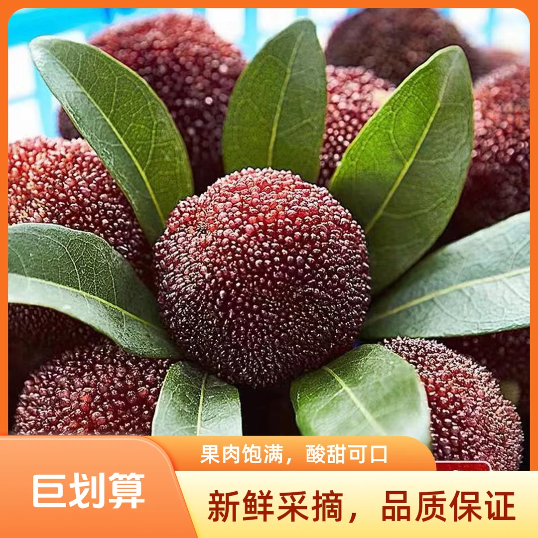 【精品中果】精品高山黑炭/荸荠杨梅礼盒装/顺丰冷链空运/单果7-10g/共135颗 45颗*3版 8分甜2分果香味新鲜杨梅
