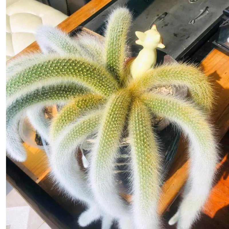 【左左的花园】九尾狐多肉植物，直播间一物一拍258