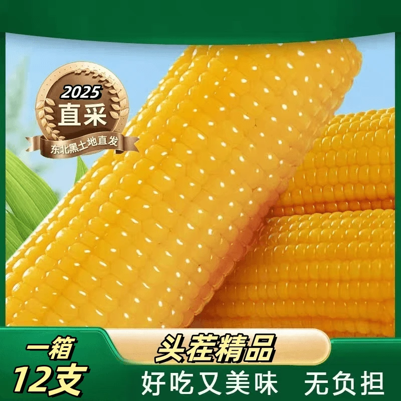 【25年头茬大棒8斤 12支】东北黄糯玉米软糯单根280-350g（试吃两根）