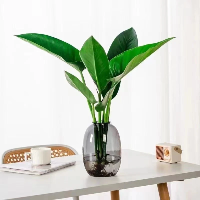 大叶金钻水培绿植办公室桌面植物吸甲醛室内客厅花卉盆栽四季好养
