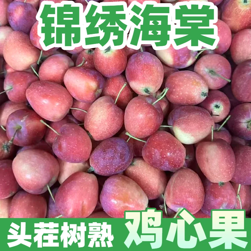东北新鲜鸡心果【顺丰速运】锦绣海棠新鲜采摘酸甜脆爽迷你小苹果