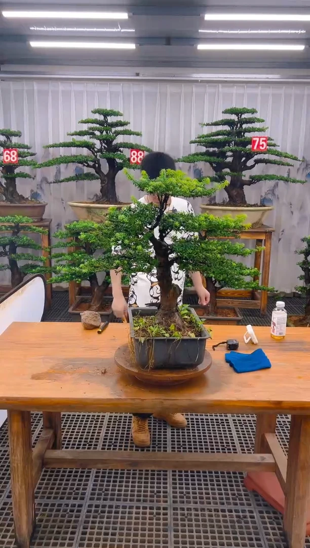 无花朵精品盆景直播间一物一拍