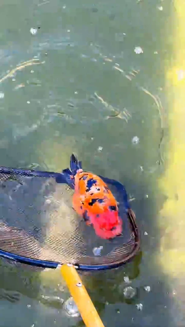 金鱼韩*水娃娃观赏鱼兰寿金鱼  不包邮