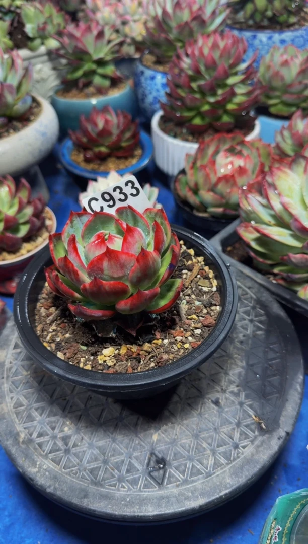 C933惊鸿仙子（裸根发货）