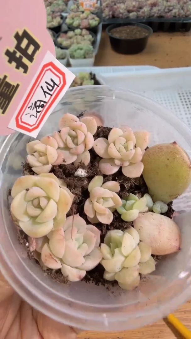 谪仙 小圆盒1盒 6颗量拍多肉植物