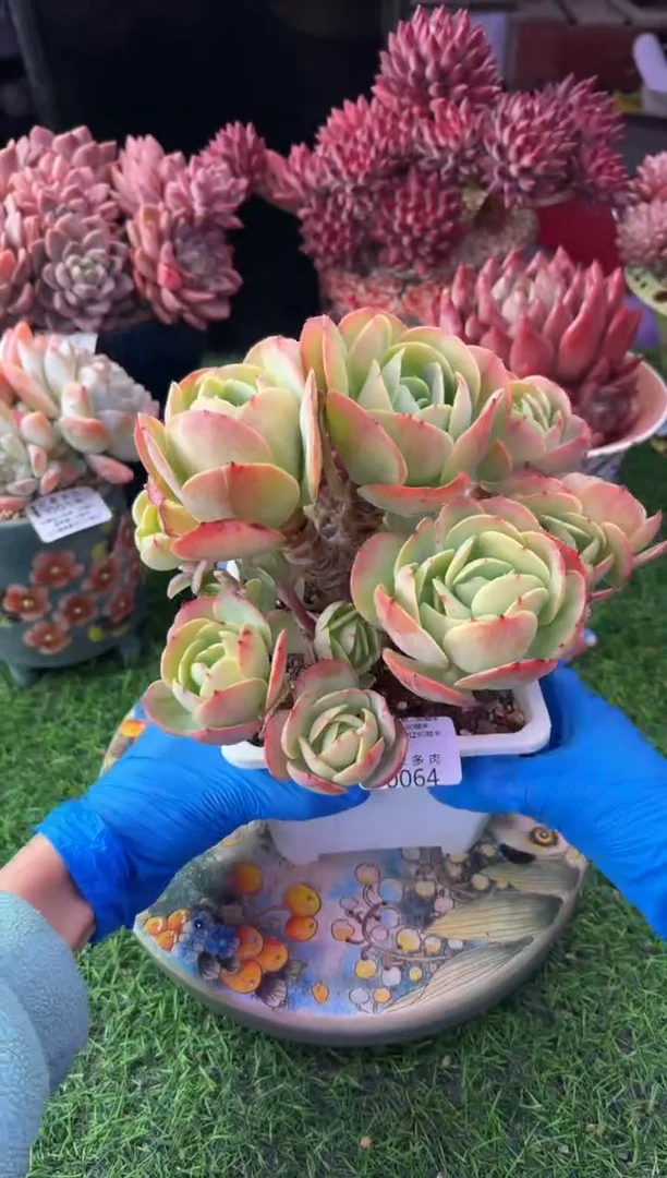 昆明印象多肉0064