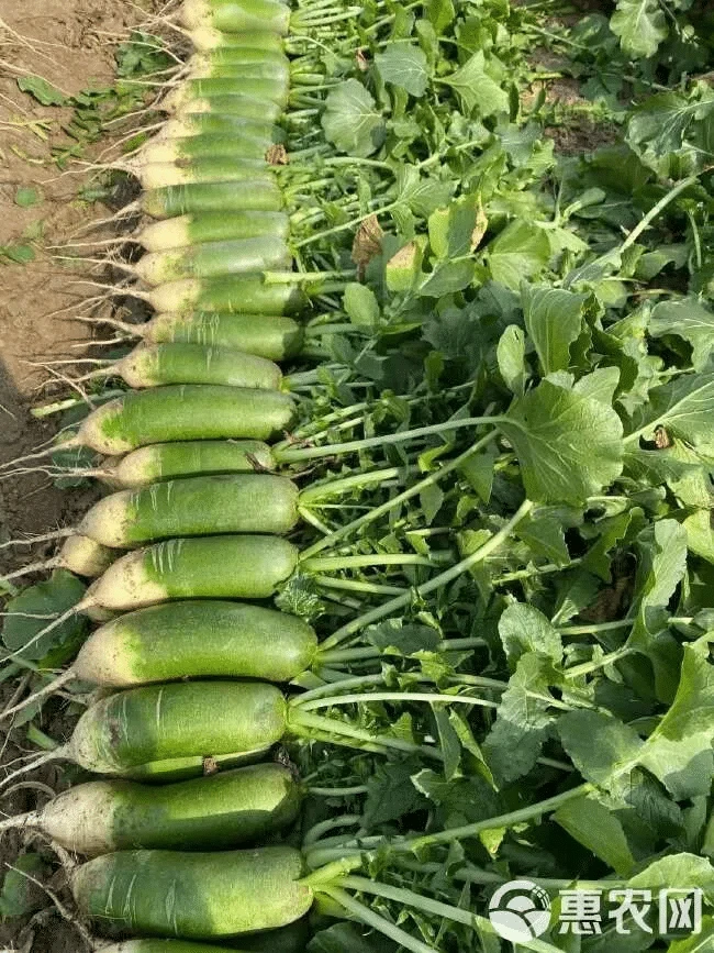 （顺丰包邮）贵州高山农家种植水果萝卜青萝卜生鲜食品生鲜食品