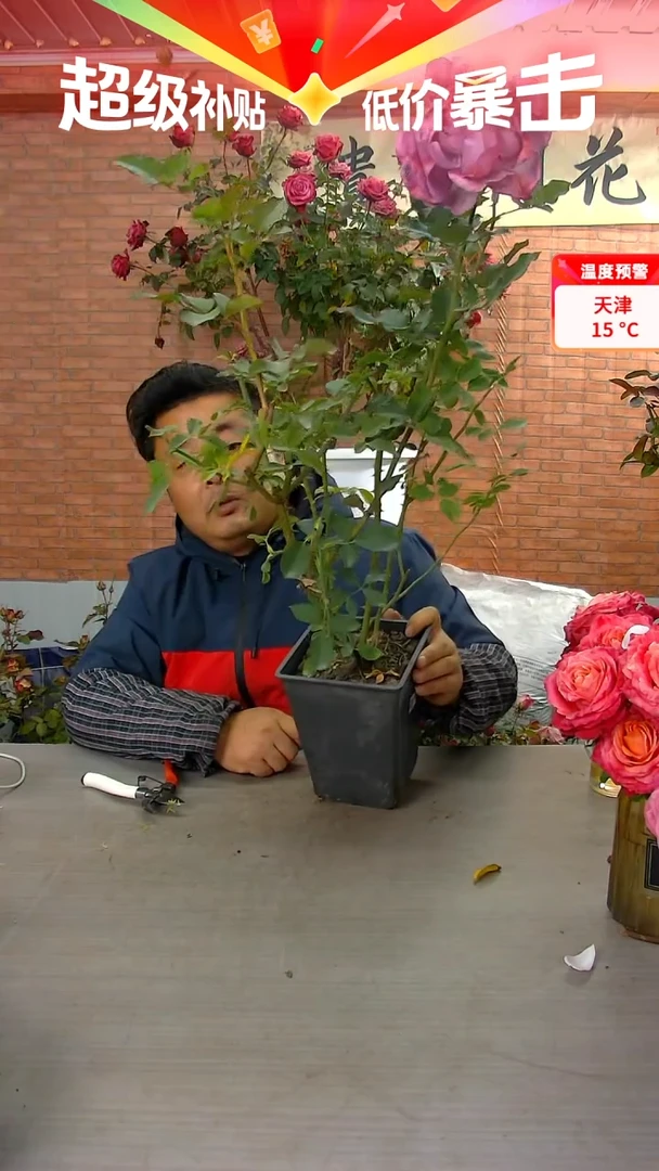 当前无花朵，栽培后可花朵点红梅