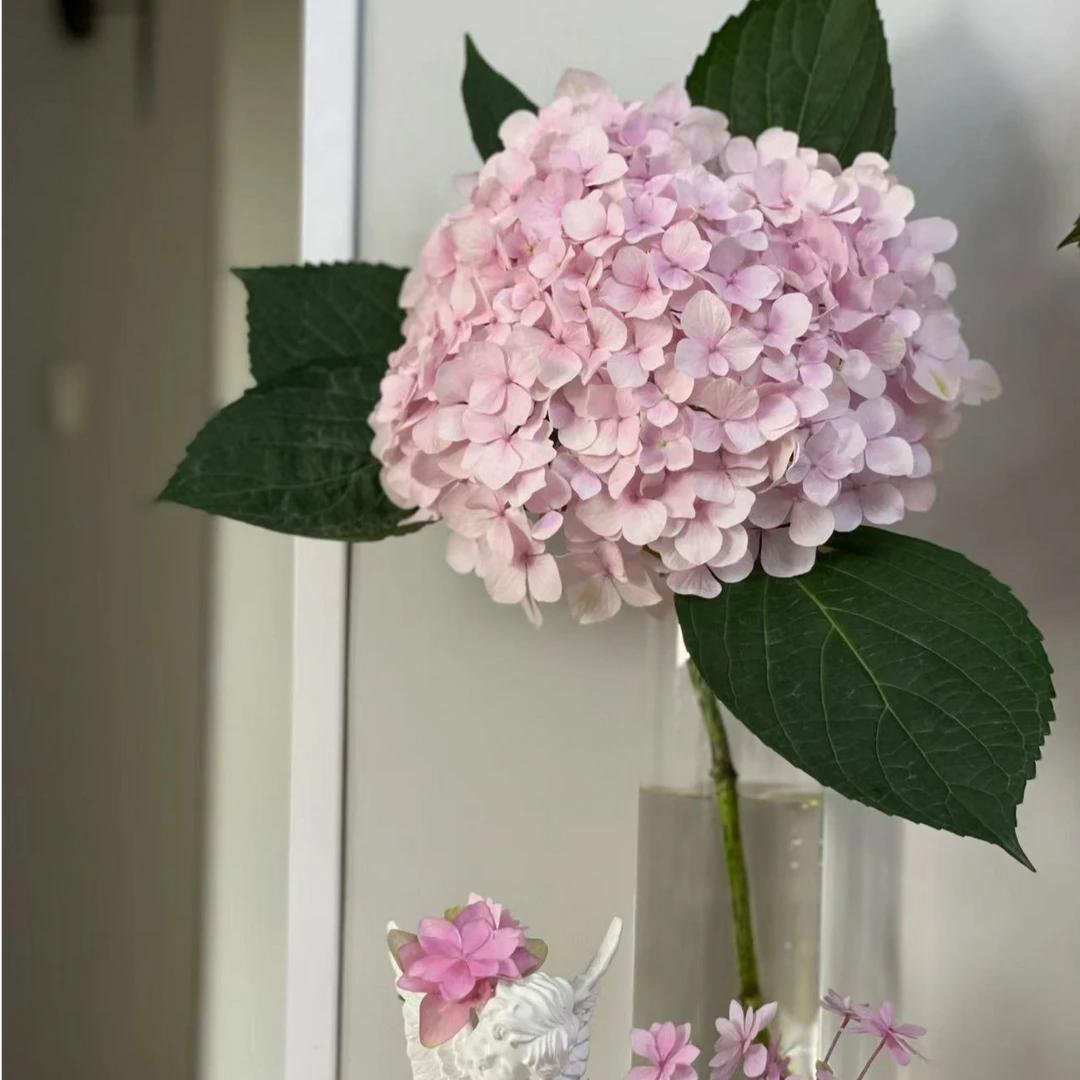 大海粉 绣球 盆栽开花发货新手好养庭院阳台种植花园容易养护