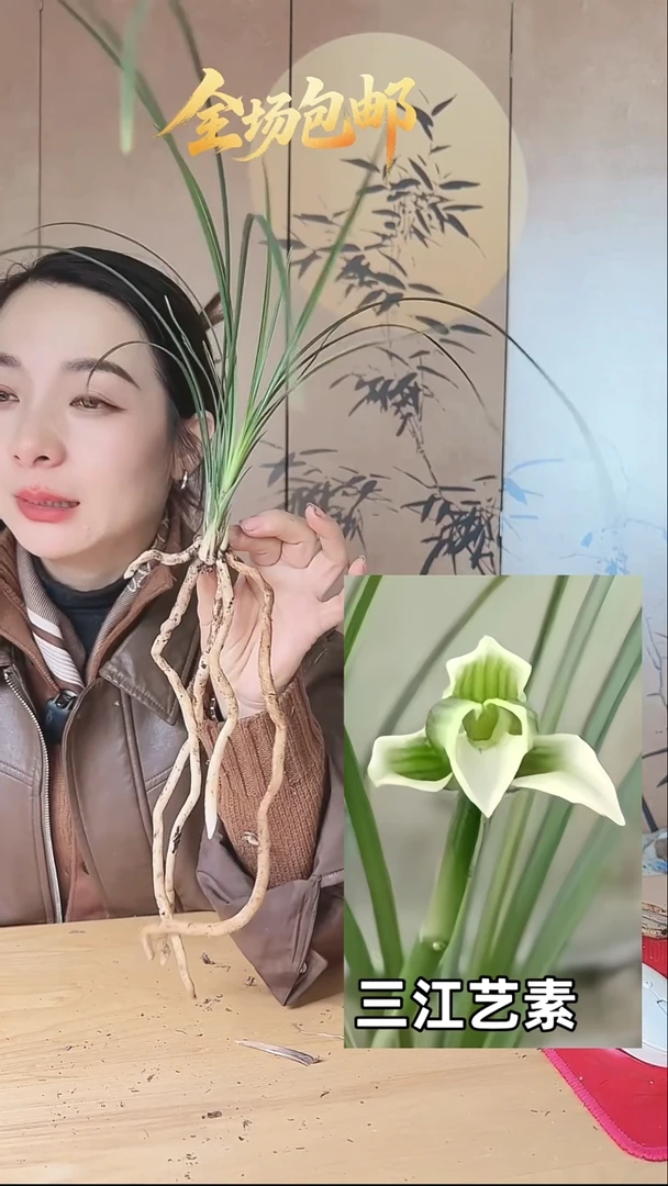 当前无花栽培后可以开花：三江艺素