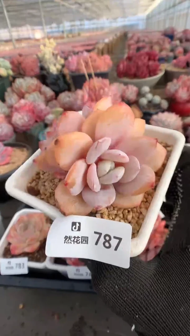 787奶茶多肉植物一物一拍