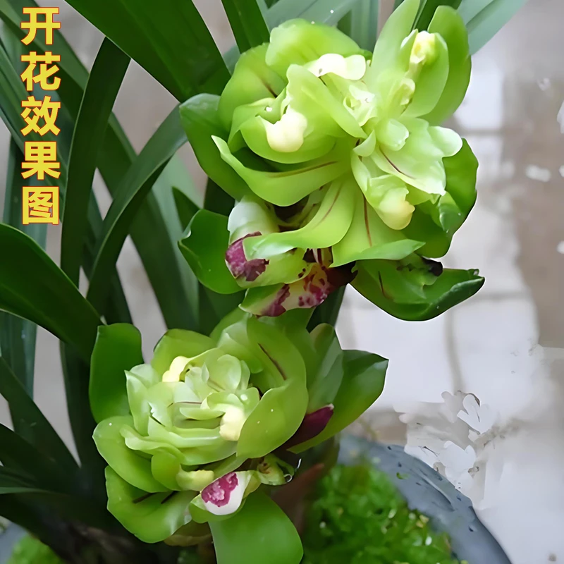 春兰[九仙牡丹]兰花浓香型兰花 花期11-2月