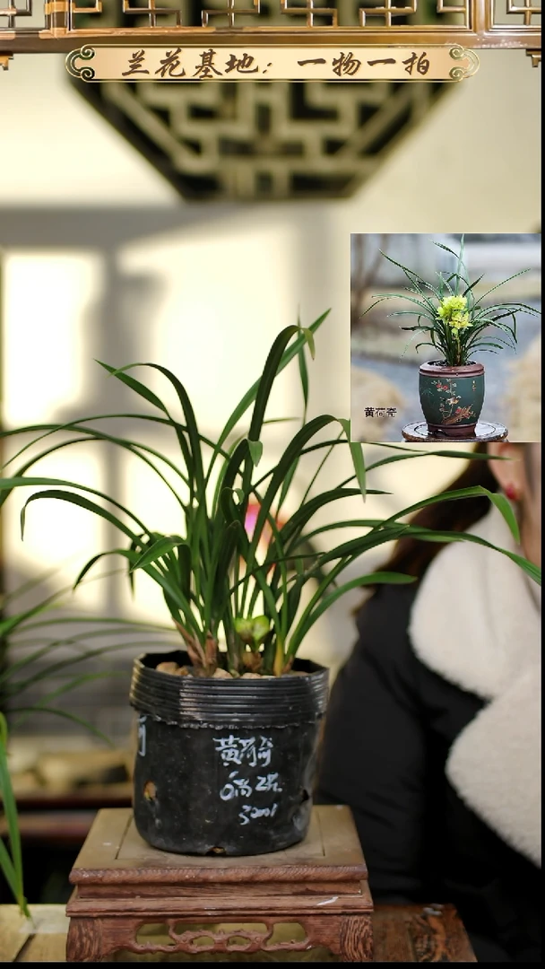 完全开放春兰黄荷奇