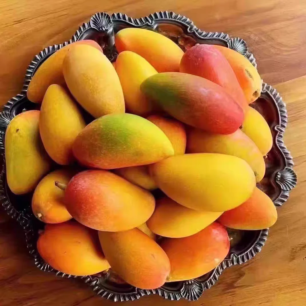 海南空运贵妃芒果湖南省