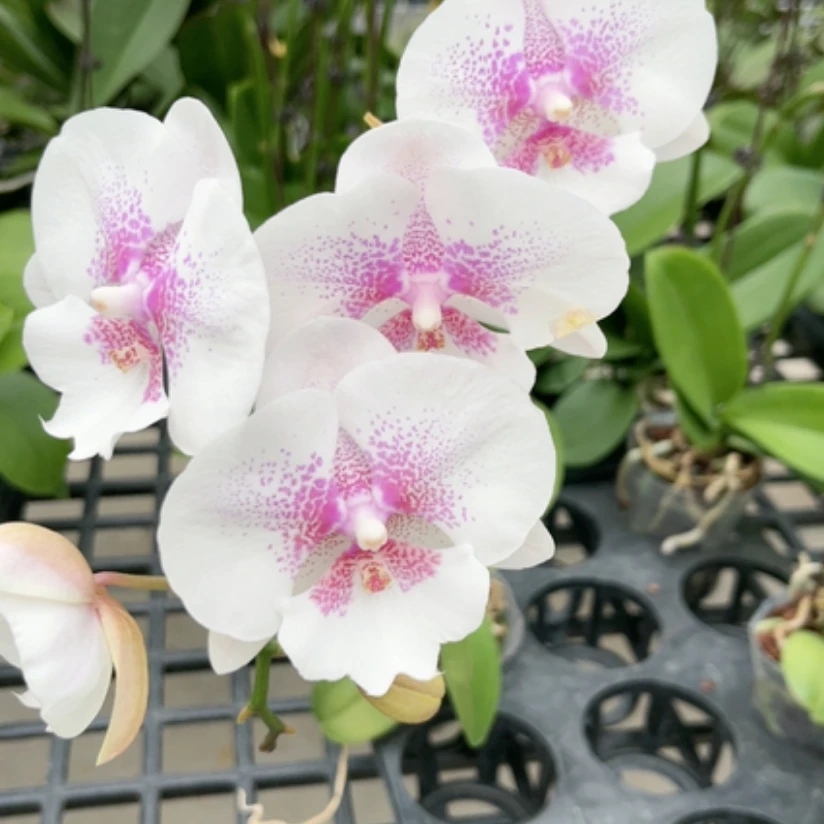 【瑕疵大】爱琴海2花剑带花全开三片叶3.0