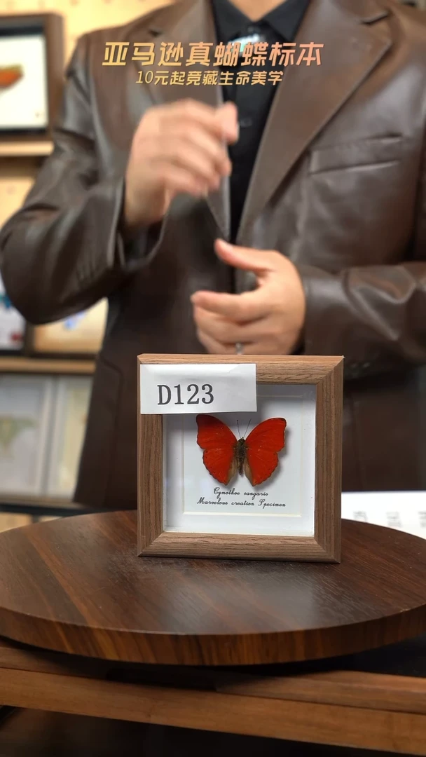 R****l微瑕蝴蝶标本摆件一口价d123
