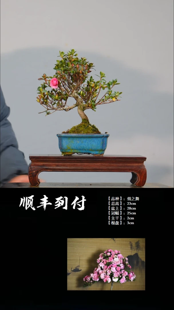 【闪购商品】·z186绢之舞bubaoyou