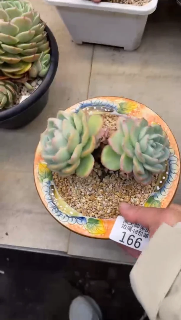 【闪购商品】166泡芙
