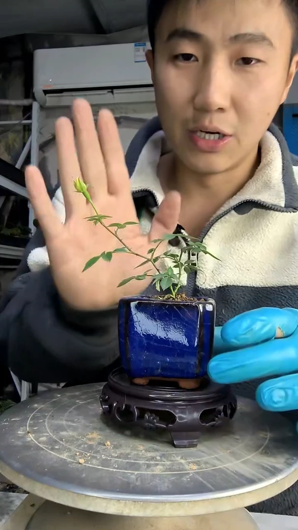 晚*。中青园艺一物一拍花475