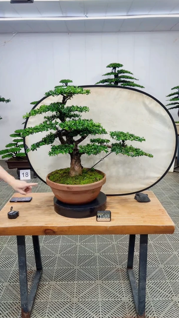 无花朵造型盆景一物一拍