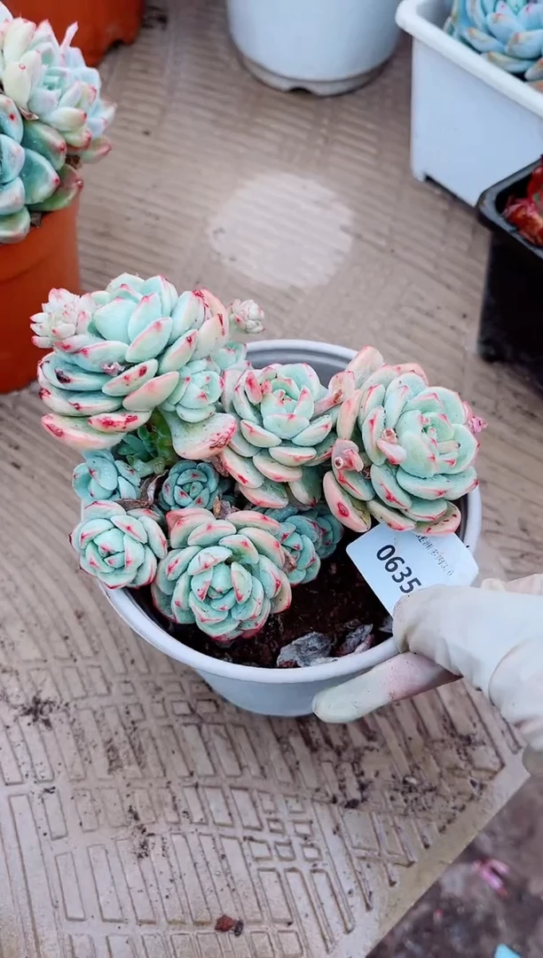 【闪购商品】06358