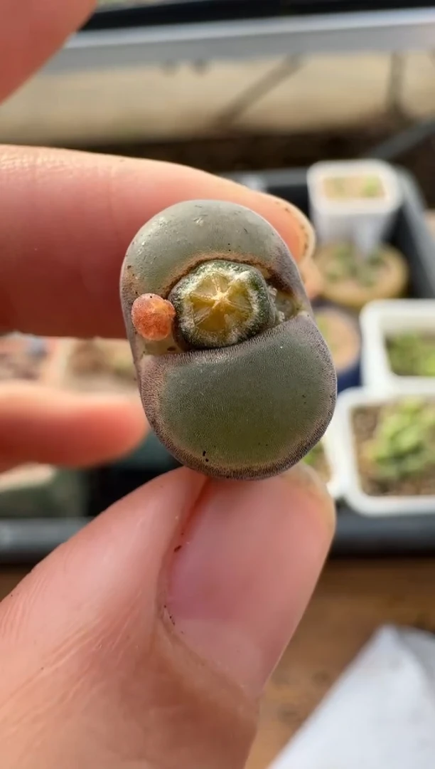 【闪购商品】2.5-182