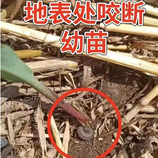 玉米田间主要虫害，地上虫专用6-7亩地（甜菜夜蛾）