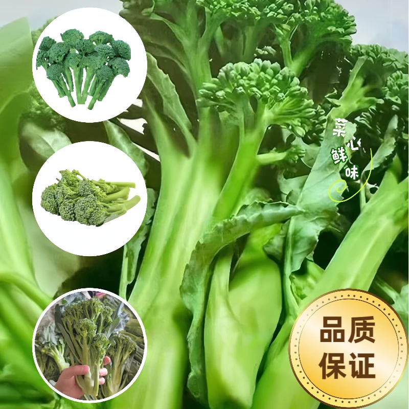 西兰菜苔种子60天耐热耐寒甜脆西兰花菜苔菜薹蔬菜种子孓正品