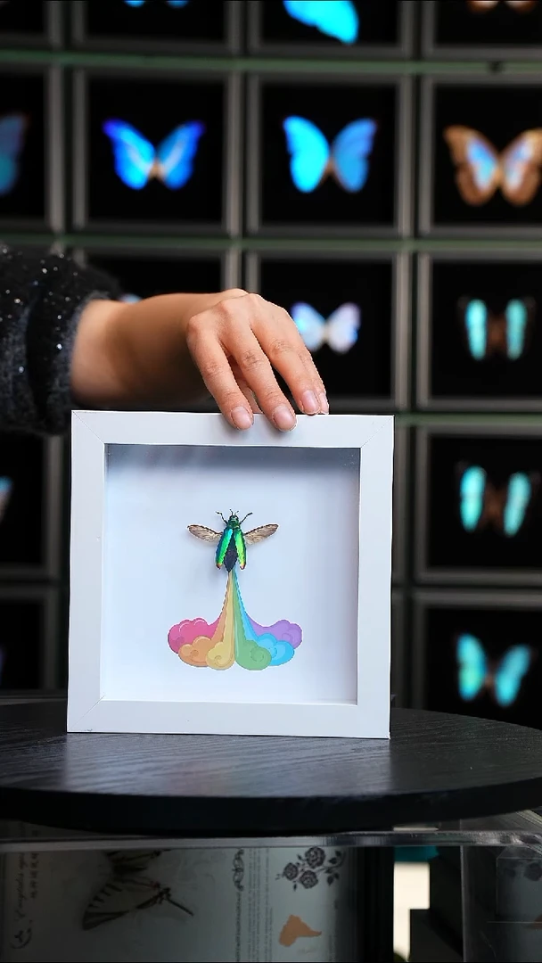 彩虹屁吉丁虫标本