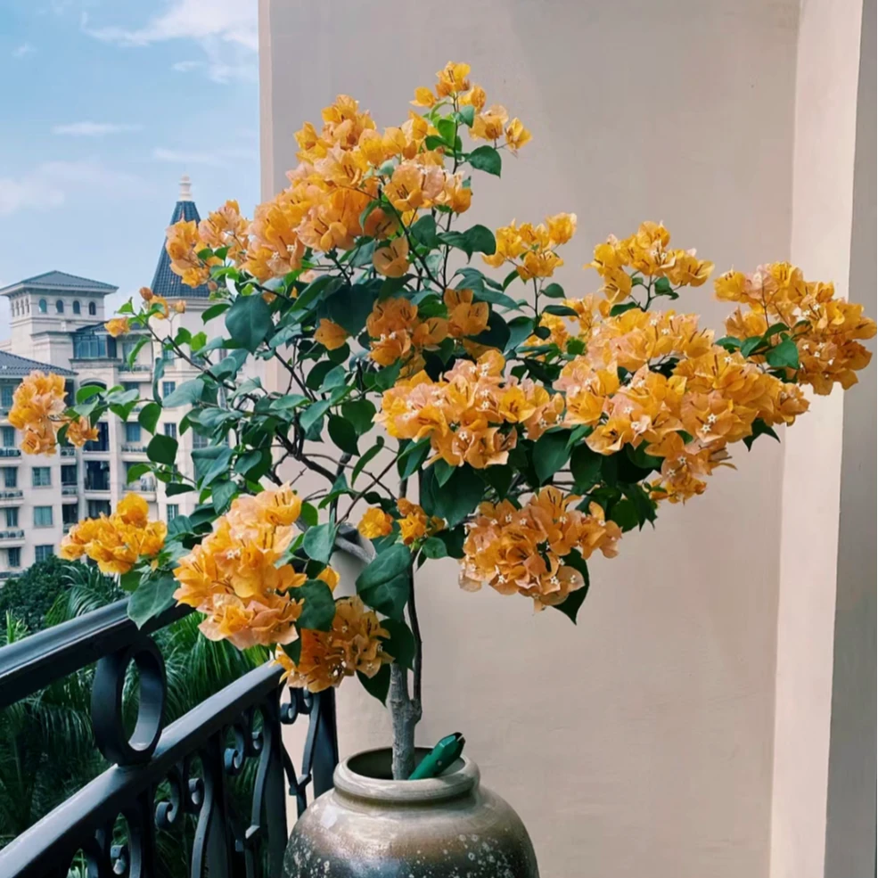 【加州黄金】三角梅可垂钓飘枝爬藤新手小白好养四季勤花