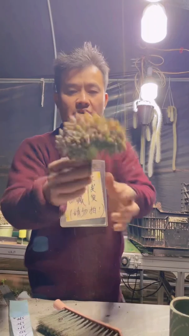 374淡雪缀化一物一拍