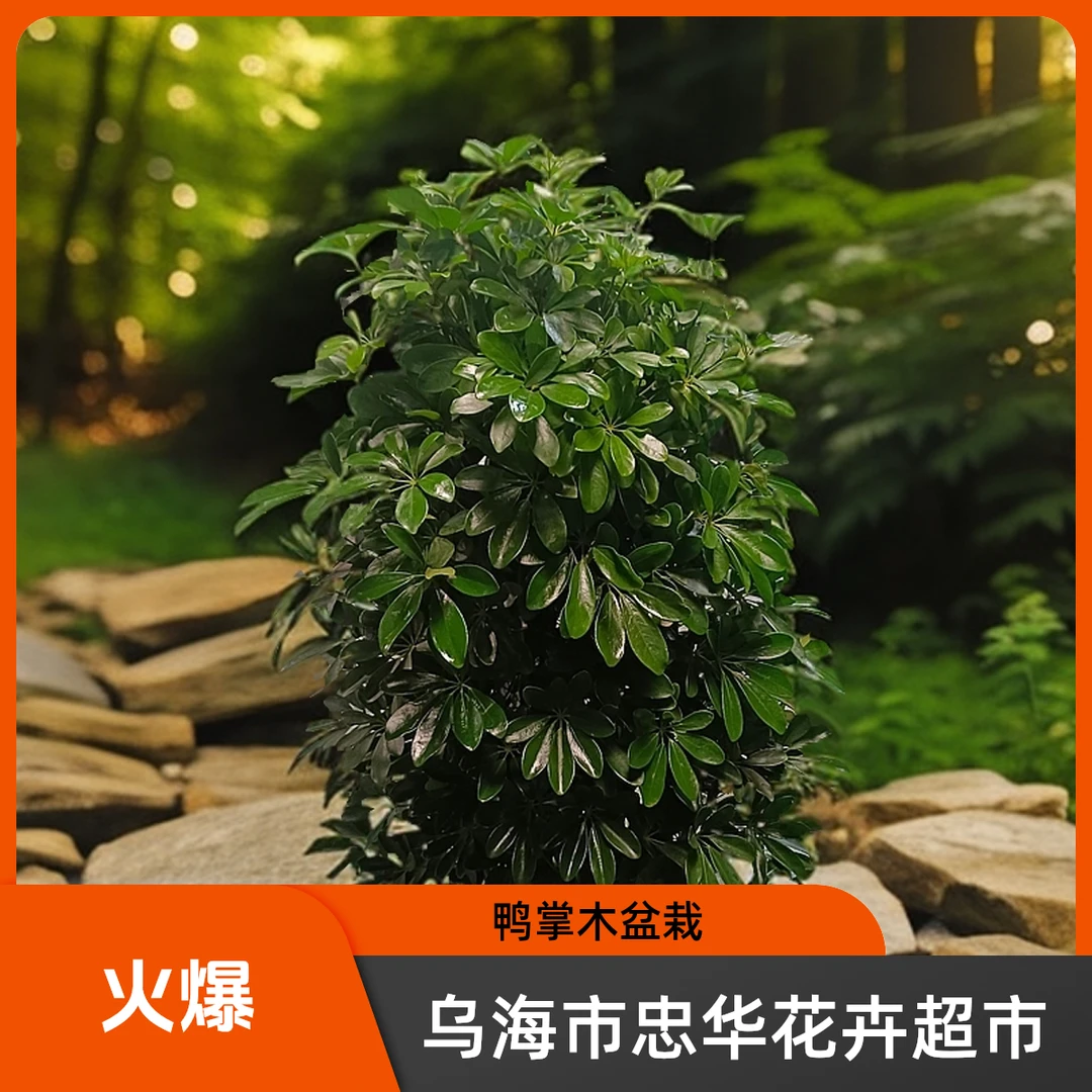 【鸭掌木】盆栽大型植物鸭掌柴招财树净化空气吸尼古丁八方来财树。【花高约1.3m、冠幅约0.6m】