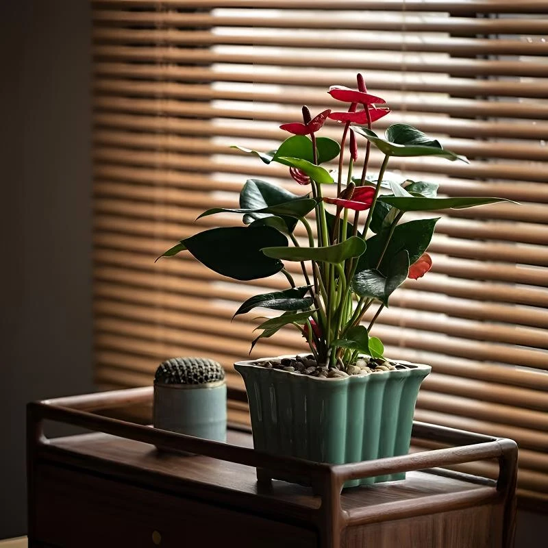 水培红掌鸿运当头盆栽带花大叶大花盆景好养红运真花植物花卉绿植