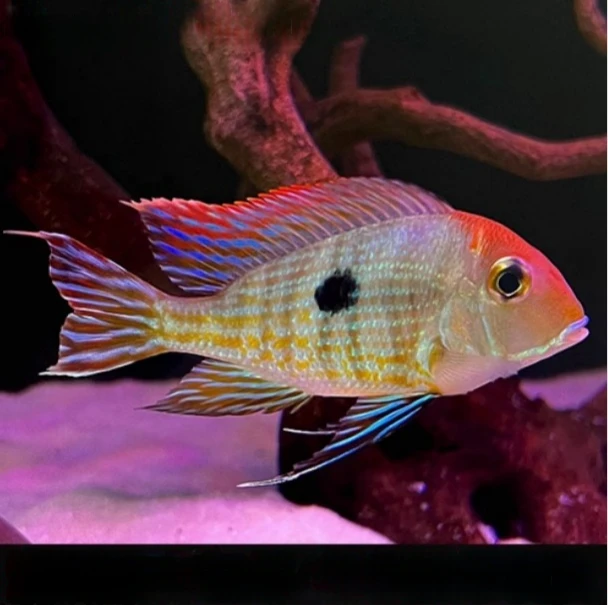 野生孔雀翎关刀进口南美食土鲷温顺易养原生热带鱼观赏鱼活体