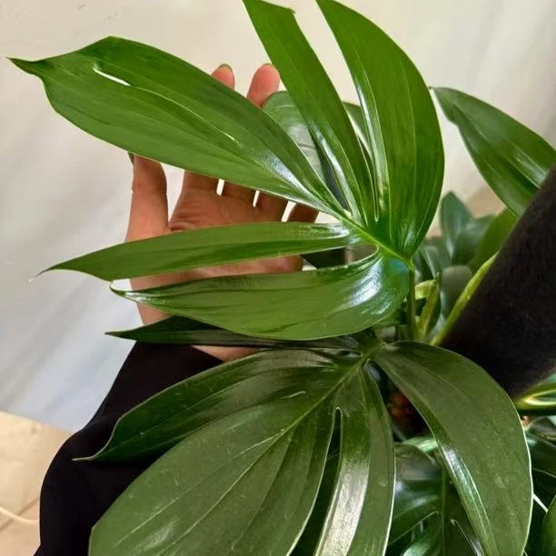 蛇年吉祥高颜值选手麒麟尾好养室内百搭家居首选