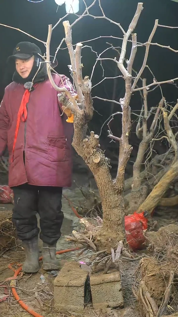 完全开放枣树1285