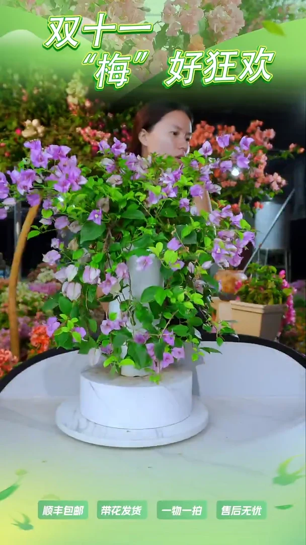 大部分开放少量花苞雪紫