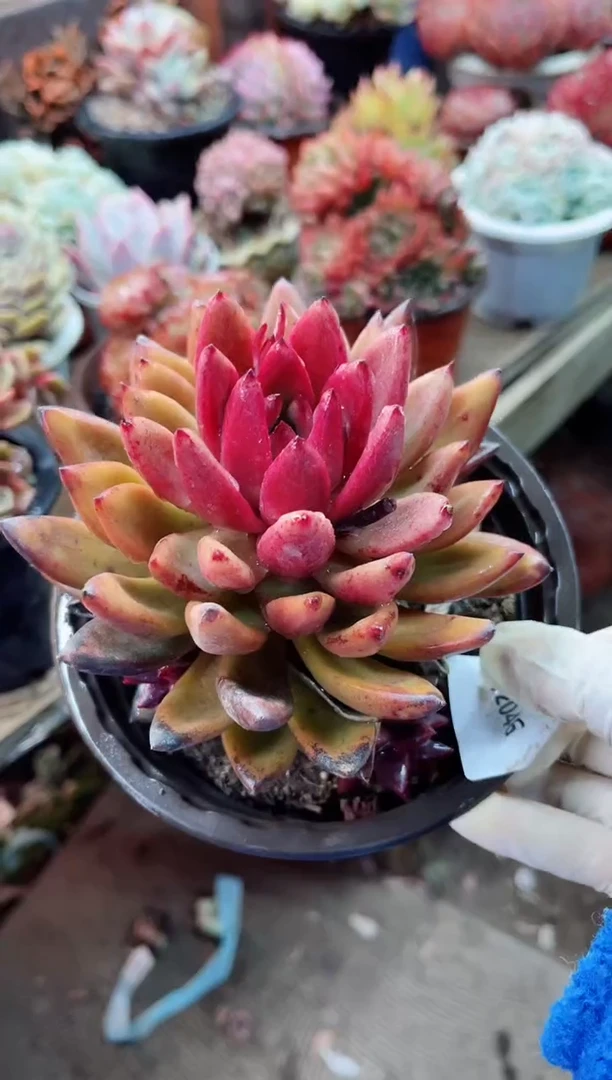 【闪购商品】12046