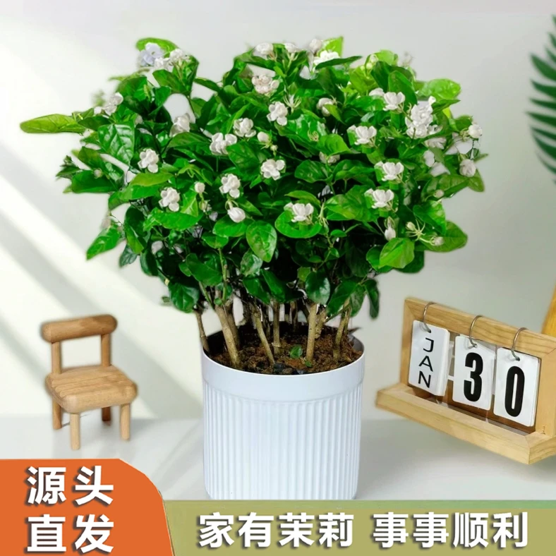 【带花苞发货】源头横州重瓣香水茉莉花之乡盆栽绿植花卉基地直发