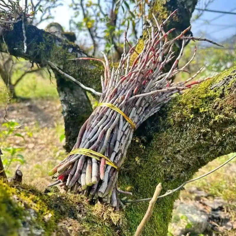 云南高山甄选新鲜铁皮石*hu条