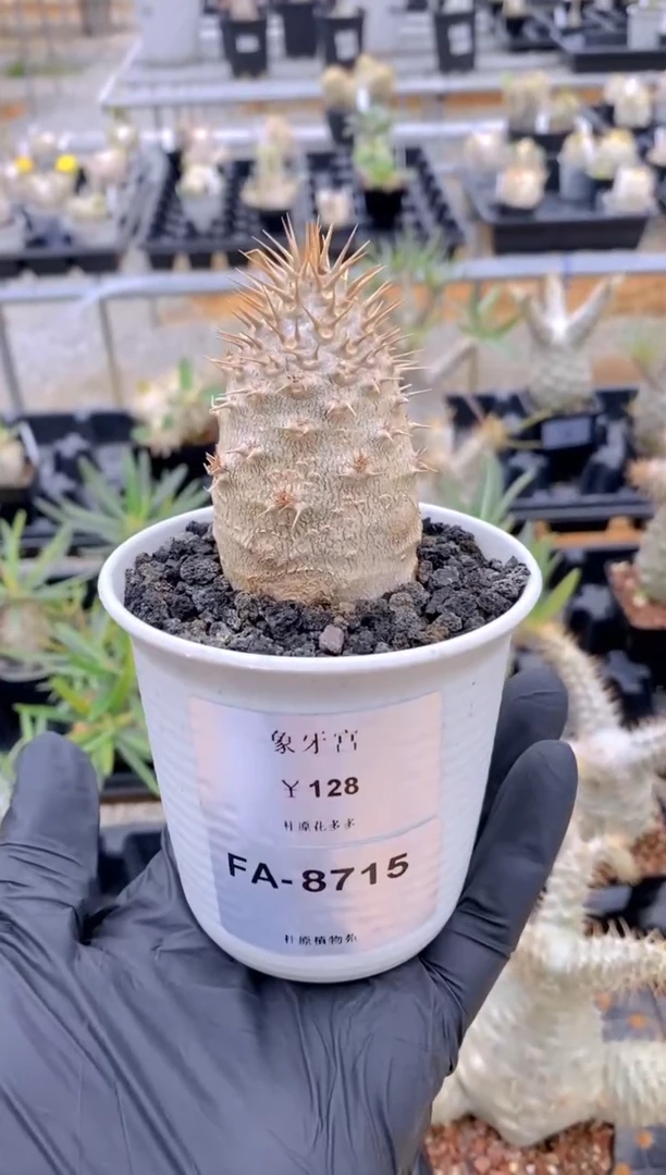 【闪购商品】象牙宫FA-8715