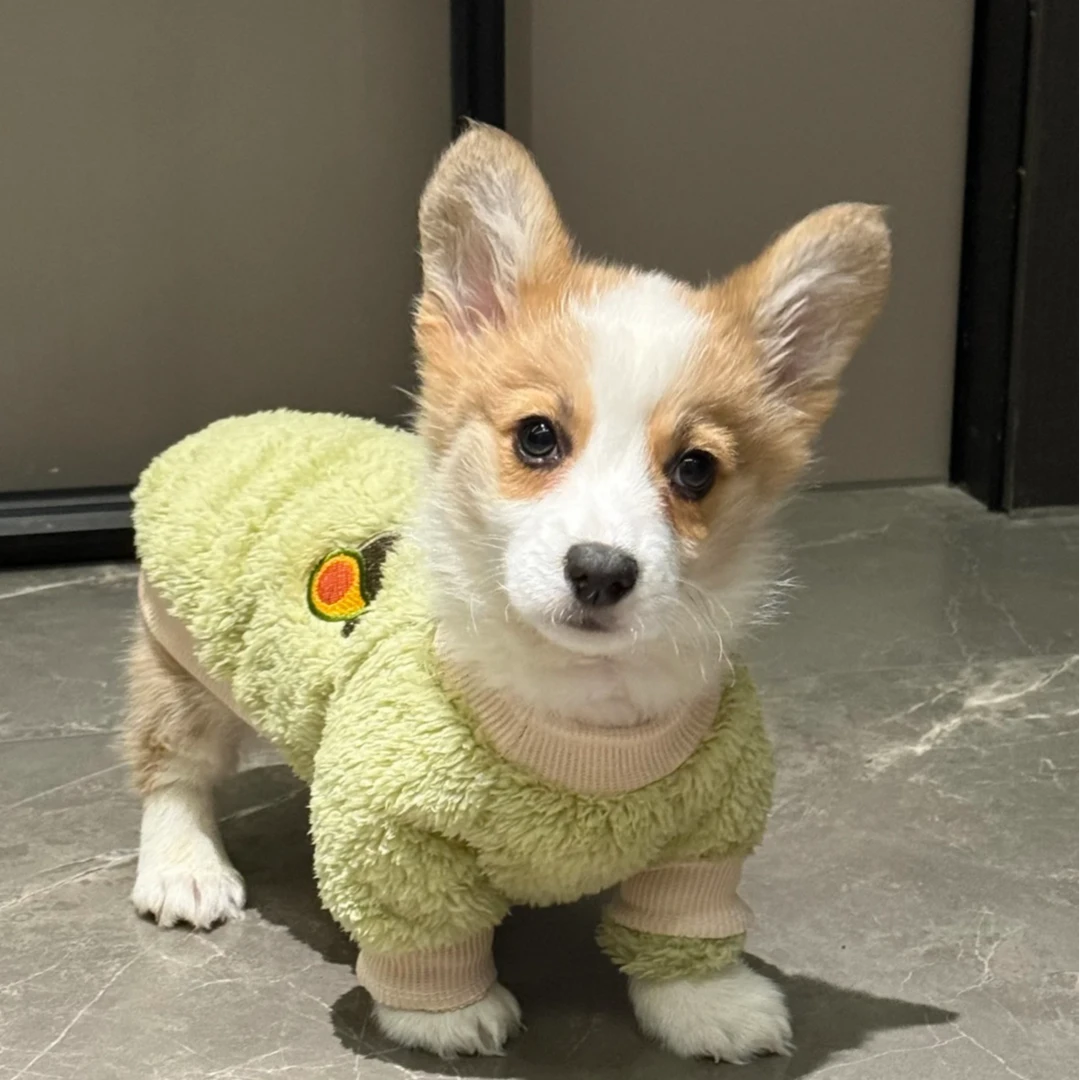 活体幼犬三色黄白柯基家养可爱家庭宠物柯基犬幼犬现货现发