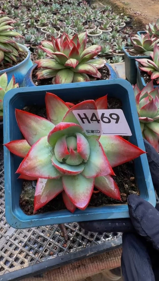 H469惊鸿仙子（裸根发货）