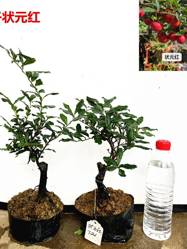 金弹子状元红嫁接品种苗种植养护盆景盆栽随机发两棵包邮