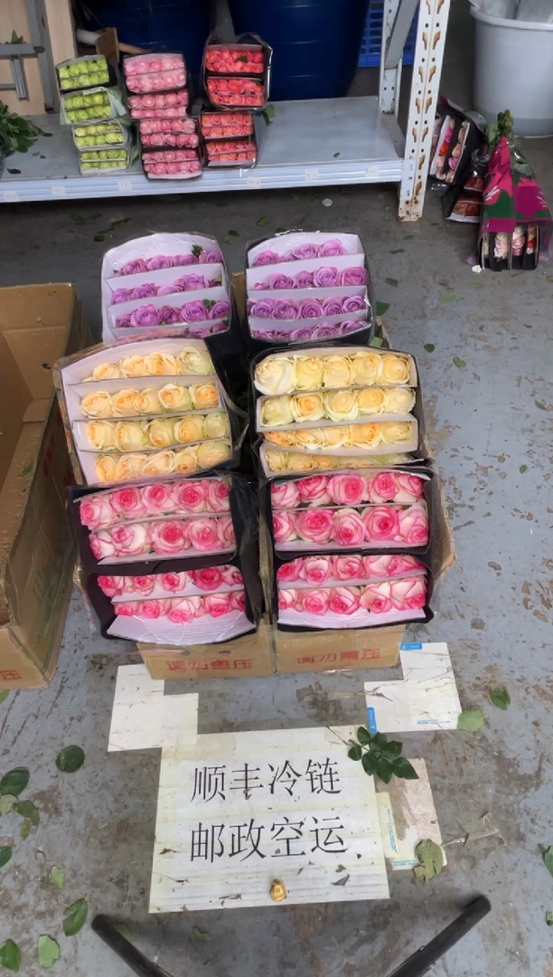 艾沙20枝+香槟20枝+紫霞20枝