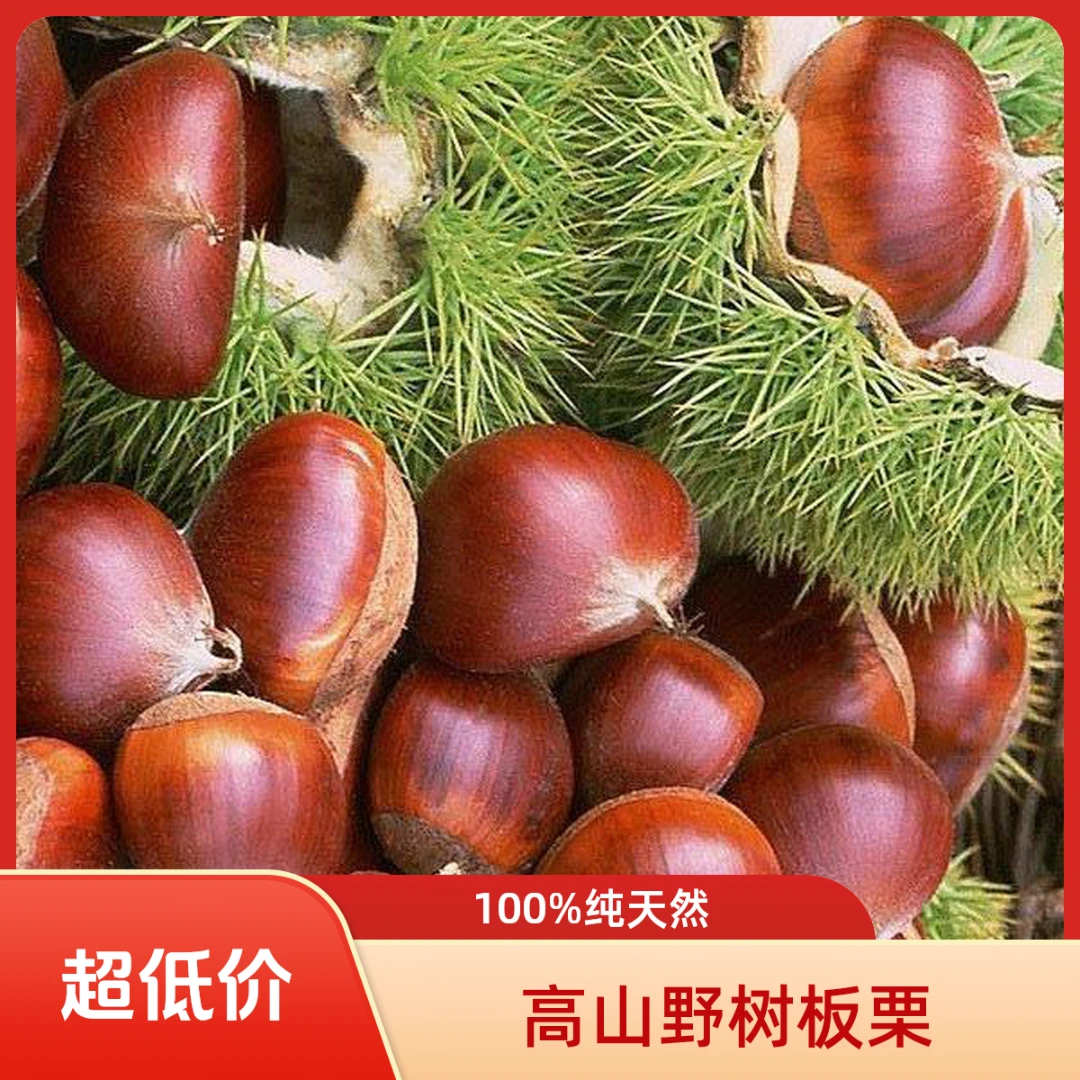 广西十万大山高山天然野树100%无农药纯天然嫩板栗新鲜产地板栗