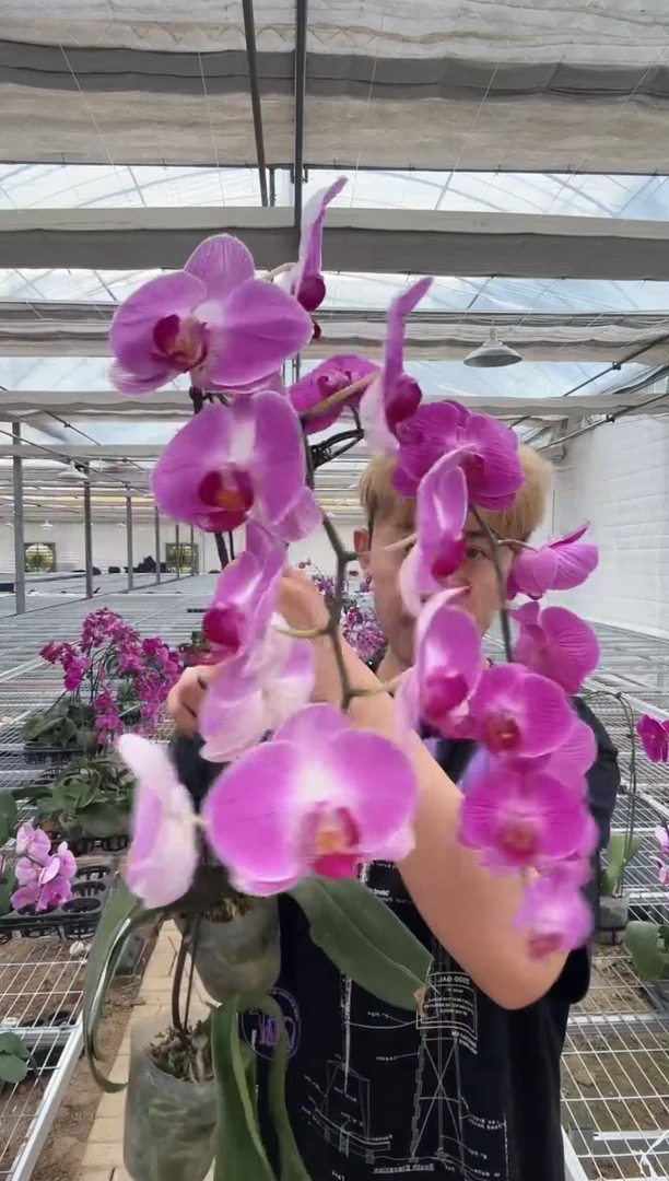 无花朵【大花花后苗】花和花剑不售后